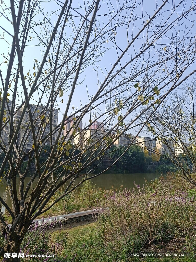 冬日枯树旁的空旷景致