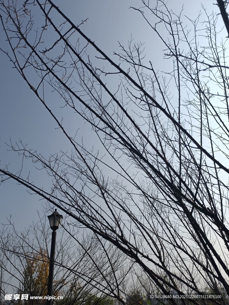 冬日光秃树枝与蓝天景象