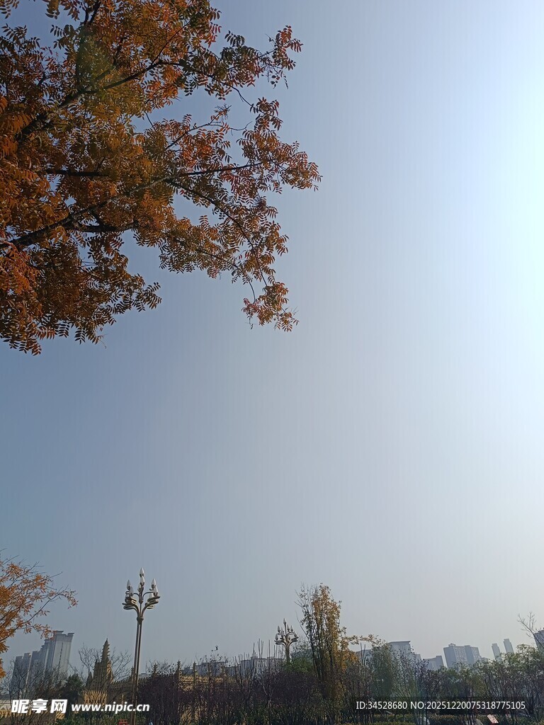 秋日树梢下的开阔景致