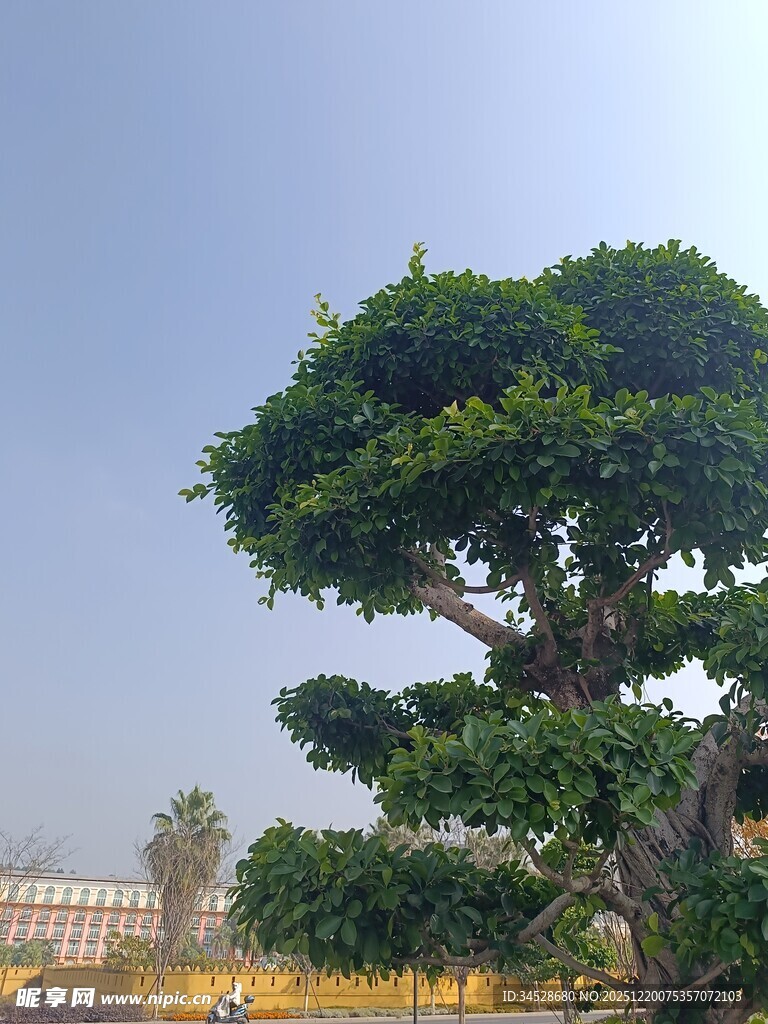 造型独特的大型盆景树