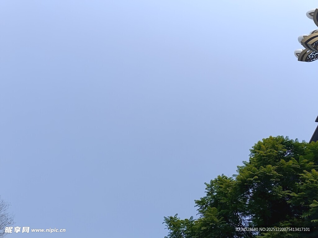 树梢上的天空与飞鸟