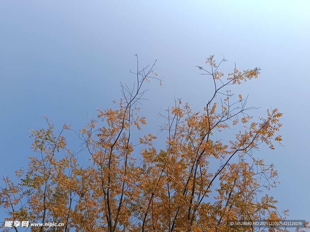 秋日蓝天中的金黄树枝