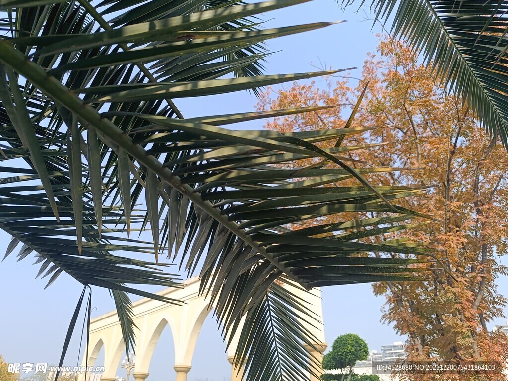 棕榈树与背景建筑景观