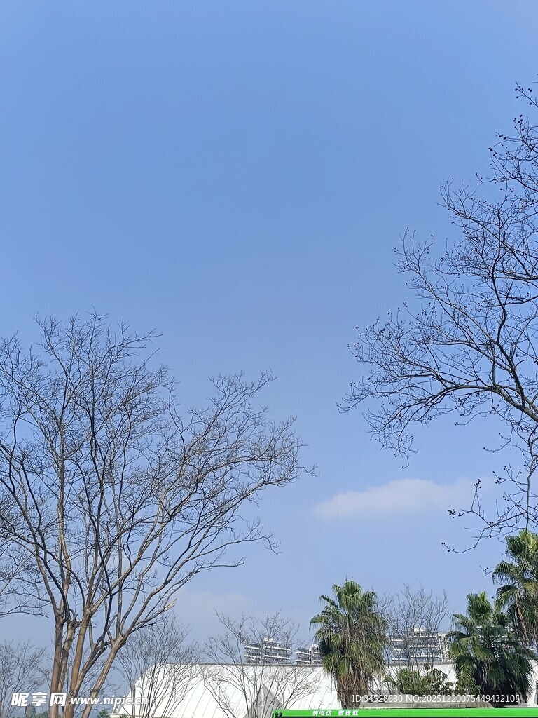 蓝天枯树旁的宁静景象