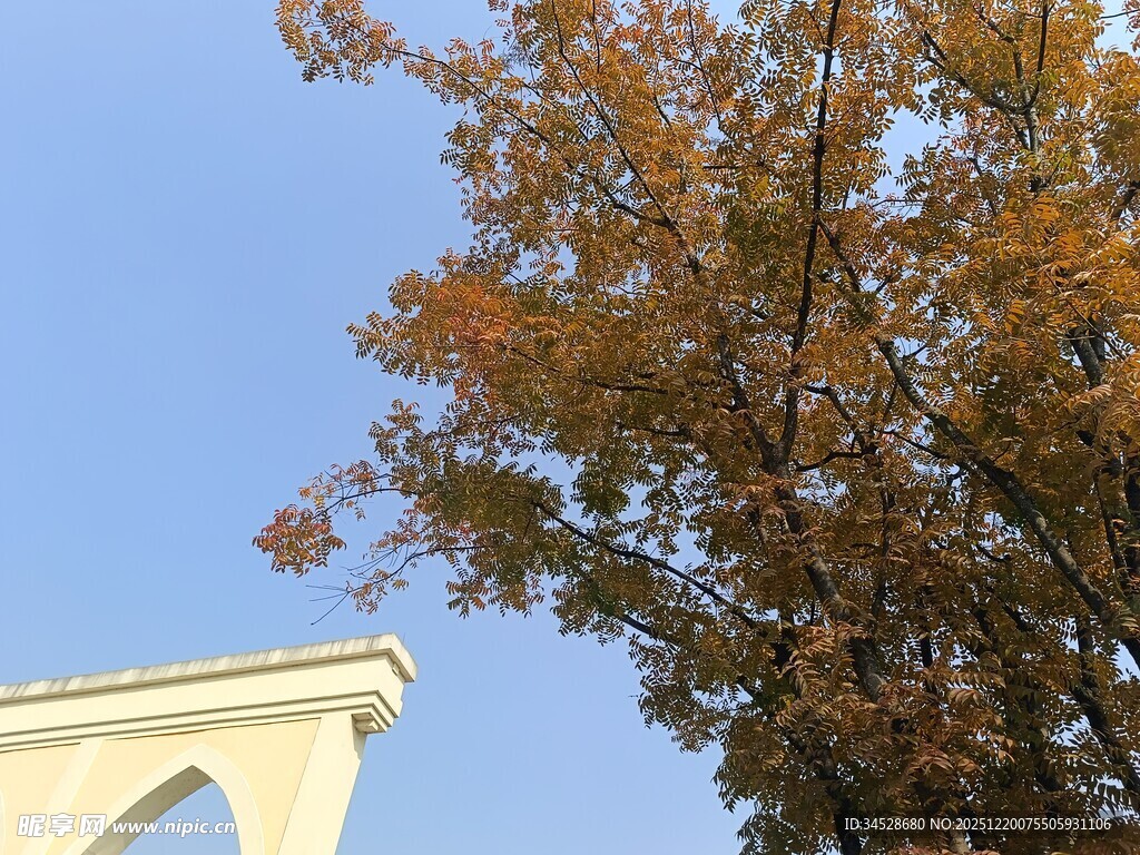 秋日建筑旁的斑斓树木