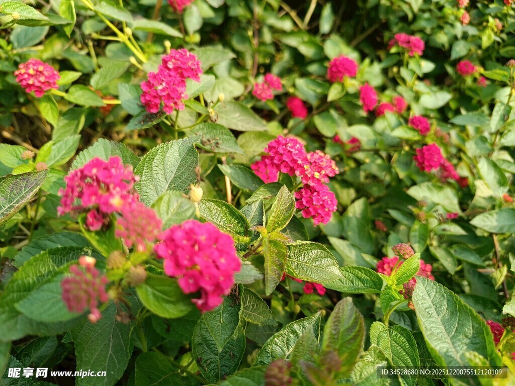 鲜艳玫红花朵绽放绿叶间