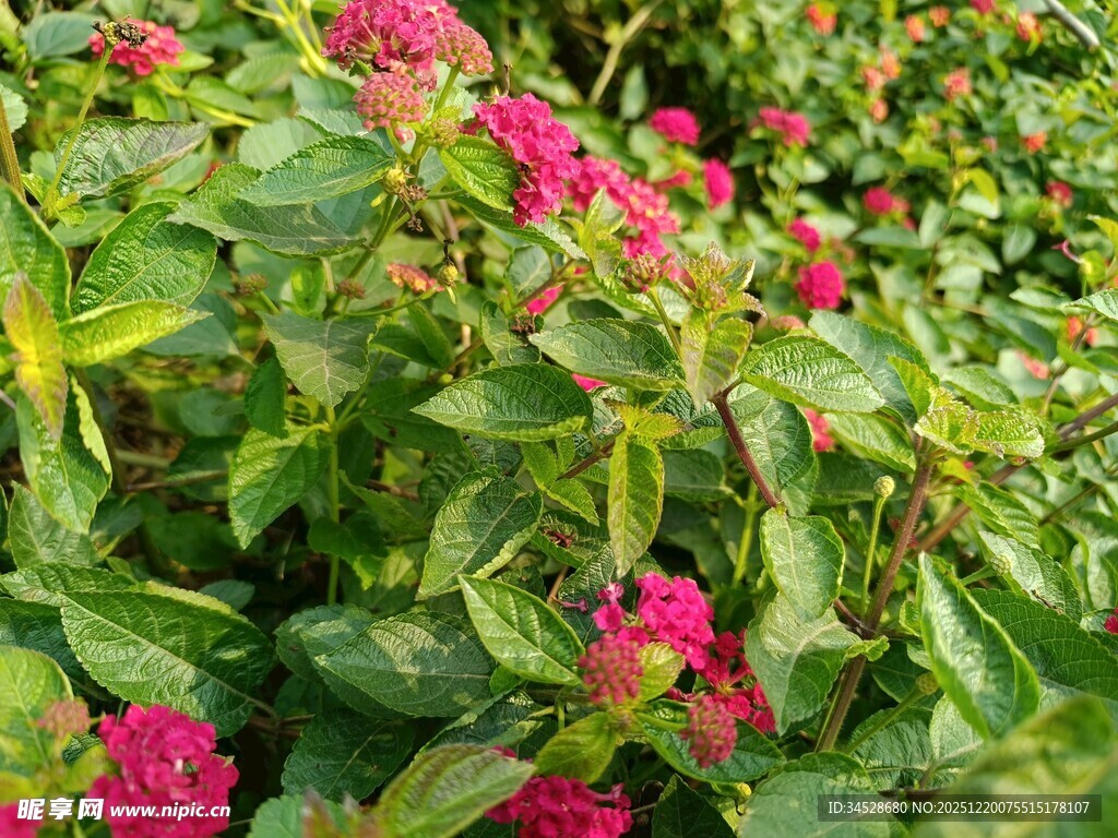 鲜艳花丛中的美丽景致