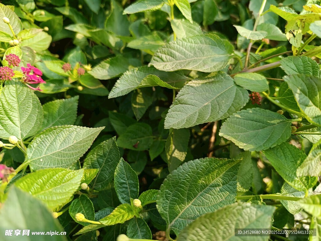 绿叶丛中现娇艳小花