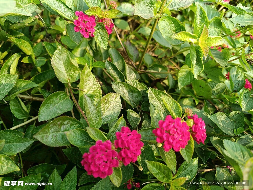 鲜艳玫红花朵绽放绿叶间