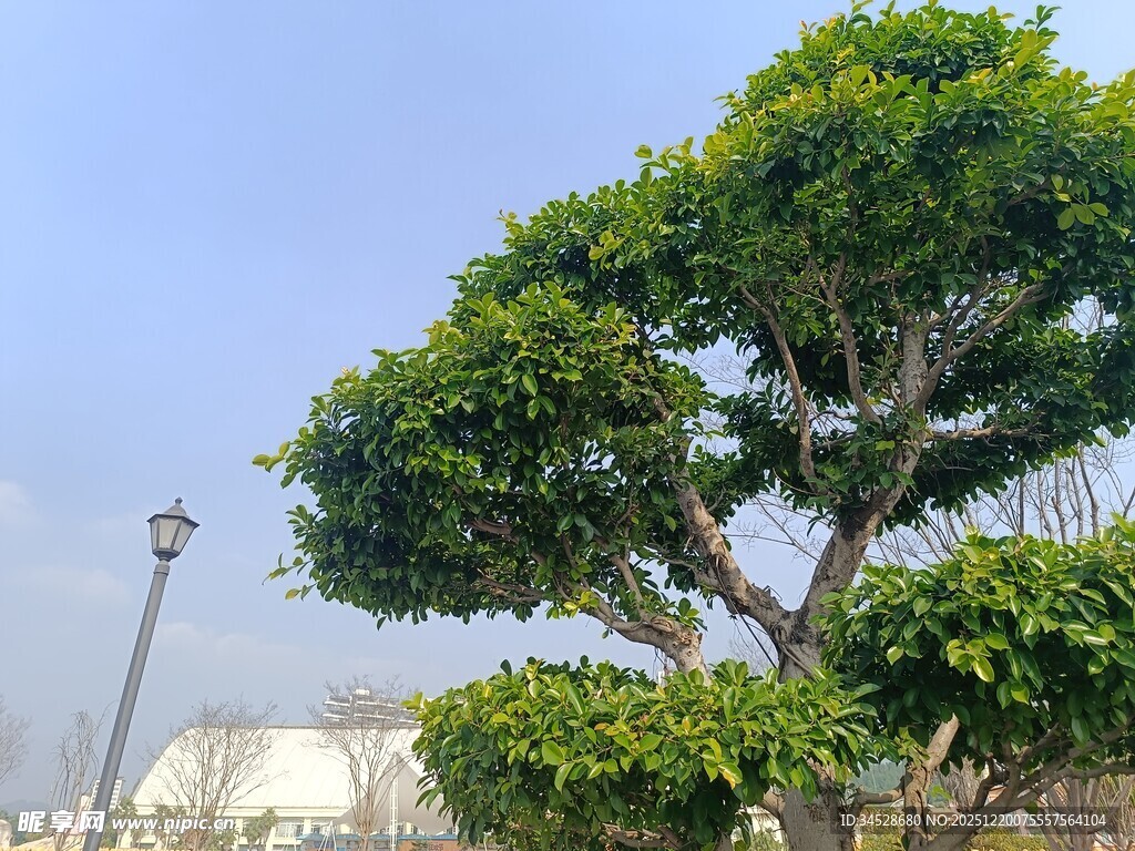 造型独特的景观树