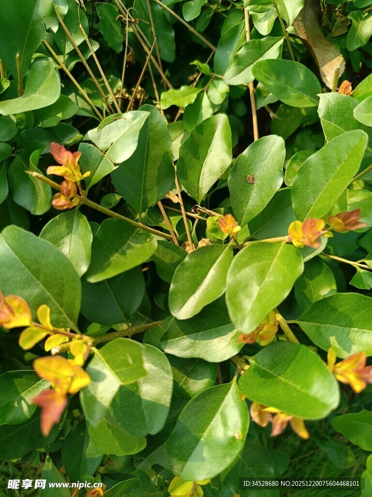 绿叶间的橙黄小花