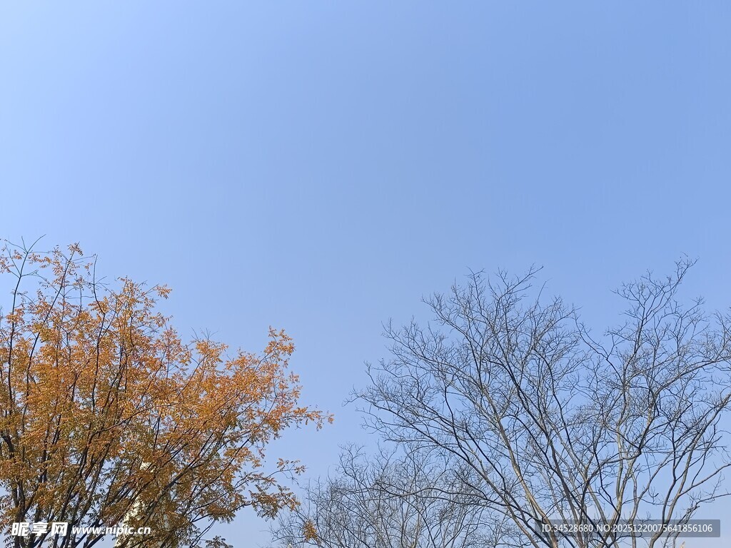 秋日树木与晴朗天空