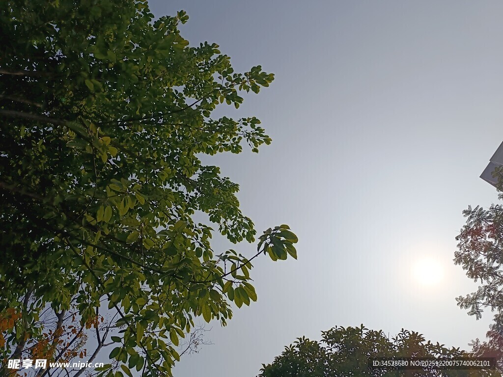 阳光下的绿树与天空