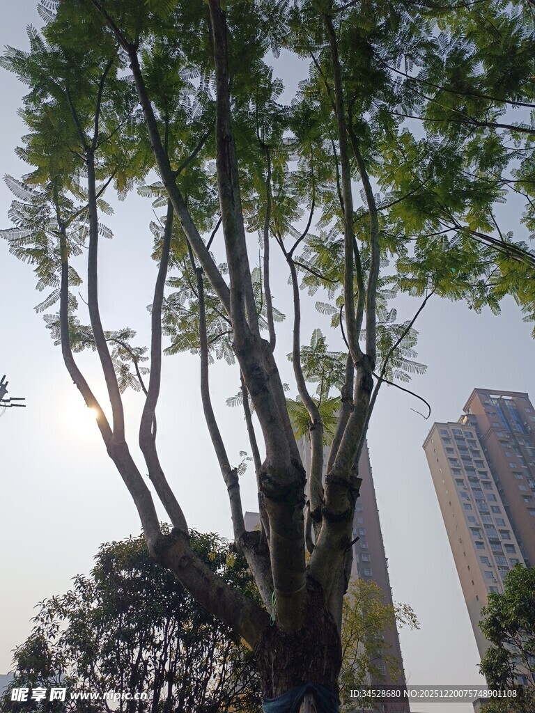 城市中挺拔的绿树景观