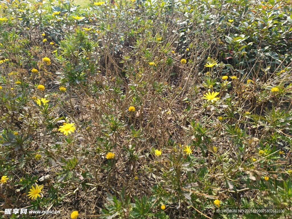 野外绽放的黄色小花