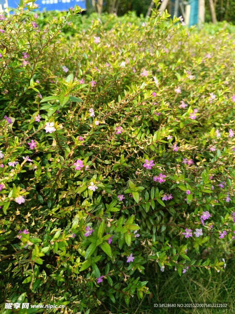 繁茂绿植中的紫色小花