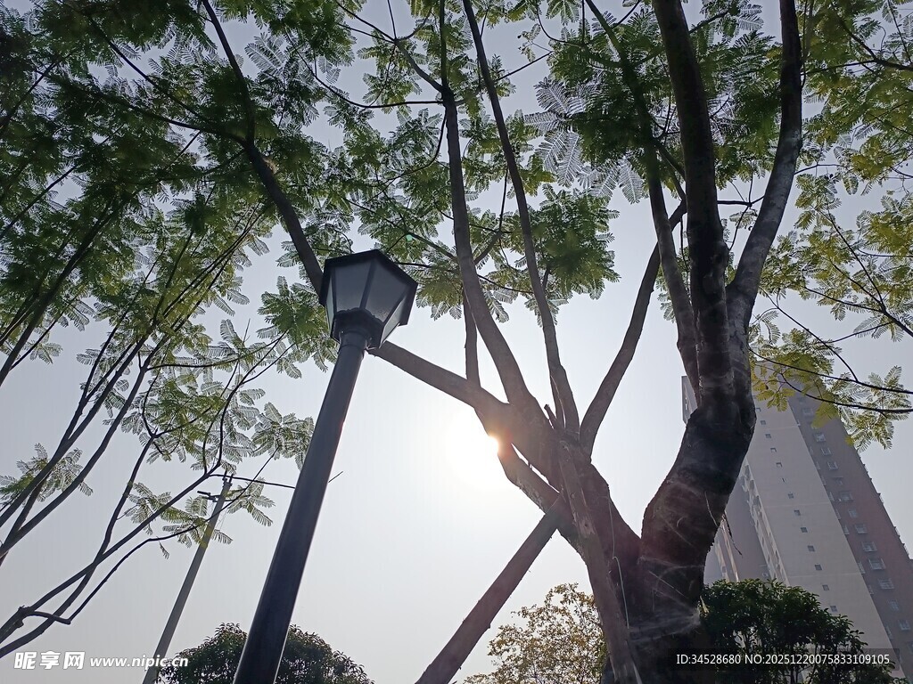 城市中阳光下的繁茂树木