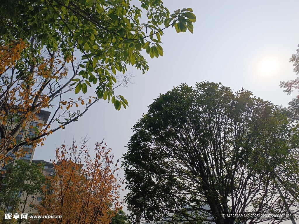 阳光下的多彩树木景观