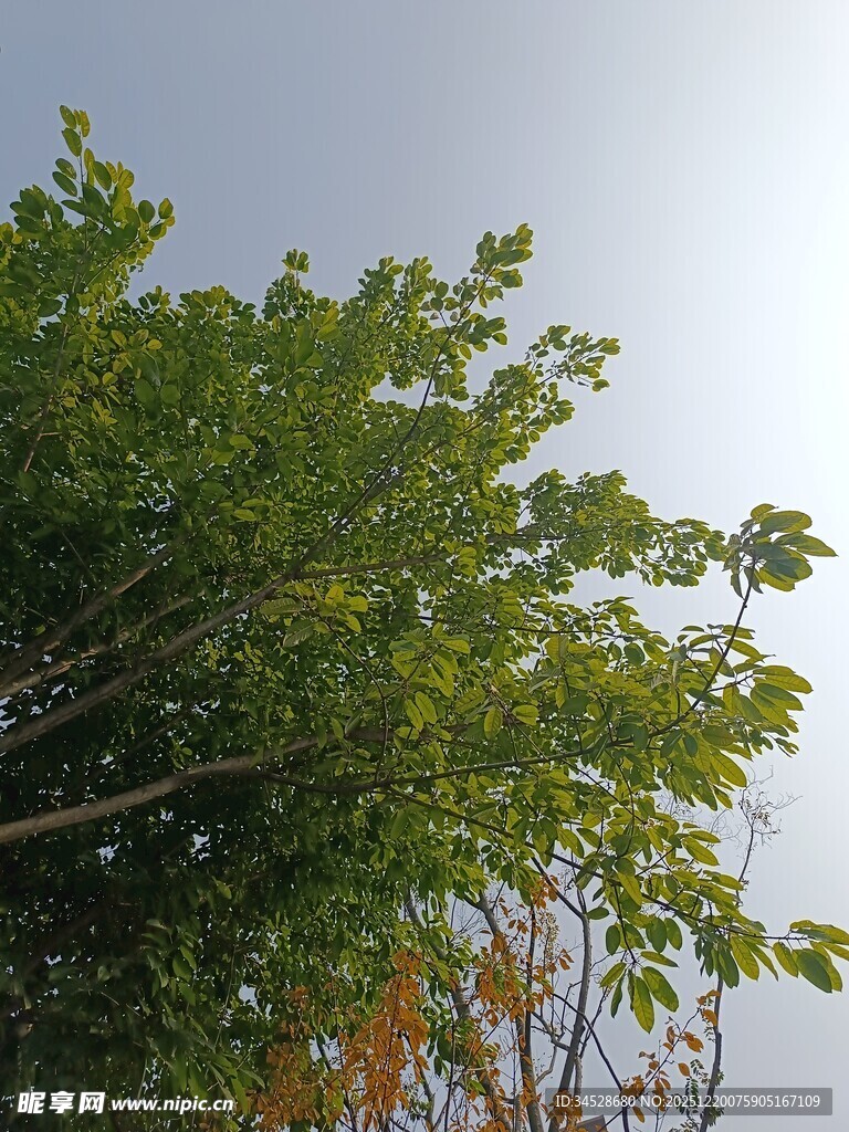 绿叶繁茂的树梢