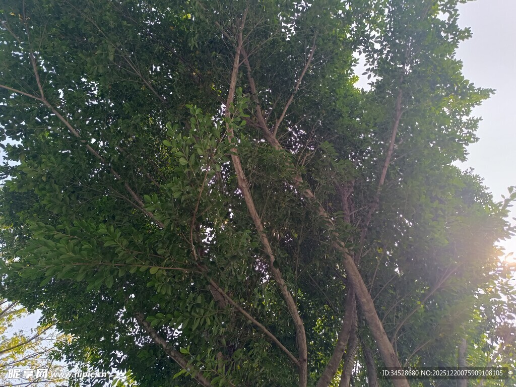 阳光透过枝叶的绿意景象