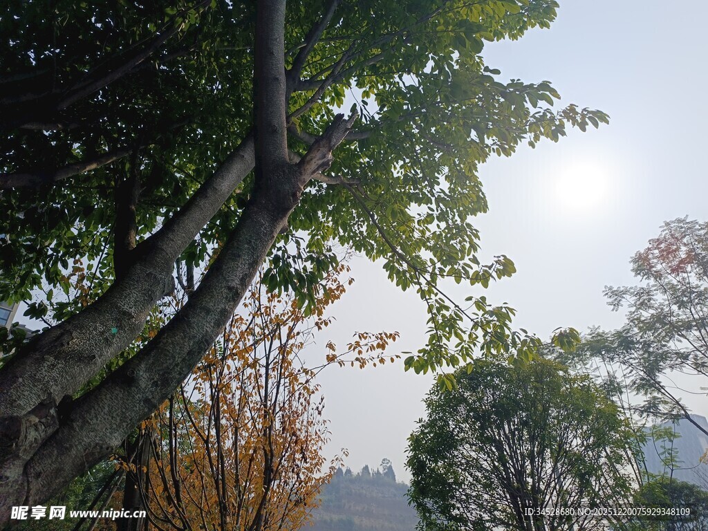 秋日林间树梢景致