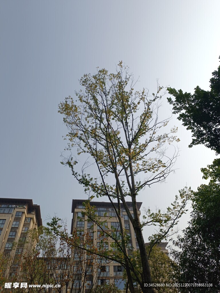 城市中挺拔的绿树与高楼