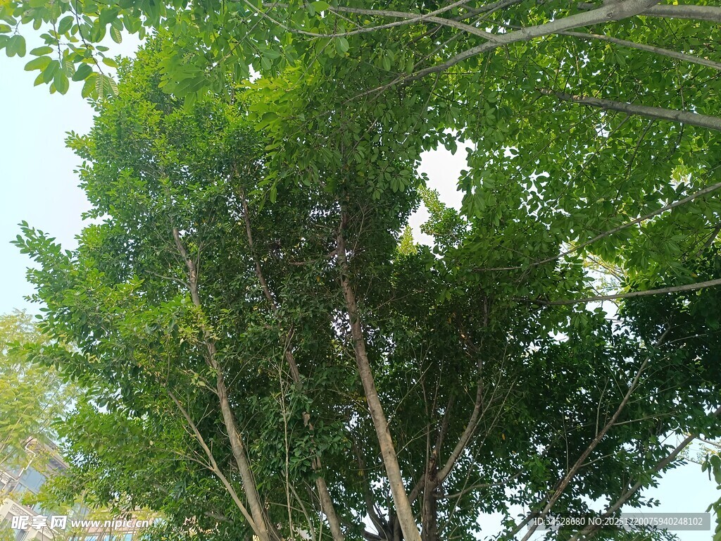 绿叶繁茂的树木景观