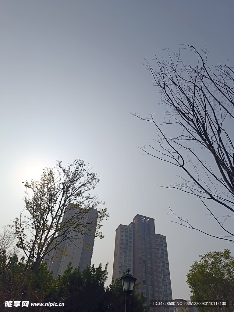 阳光下的城市建筑与树木