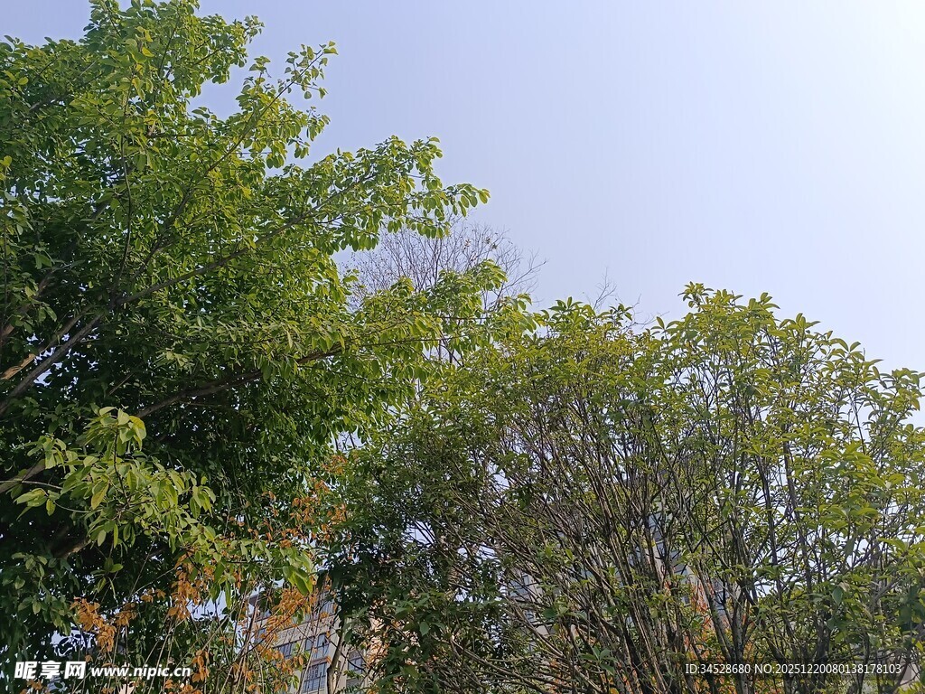 绿树蓝天自然景致