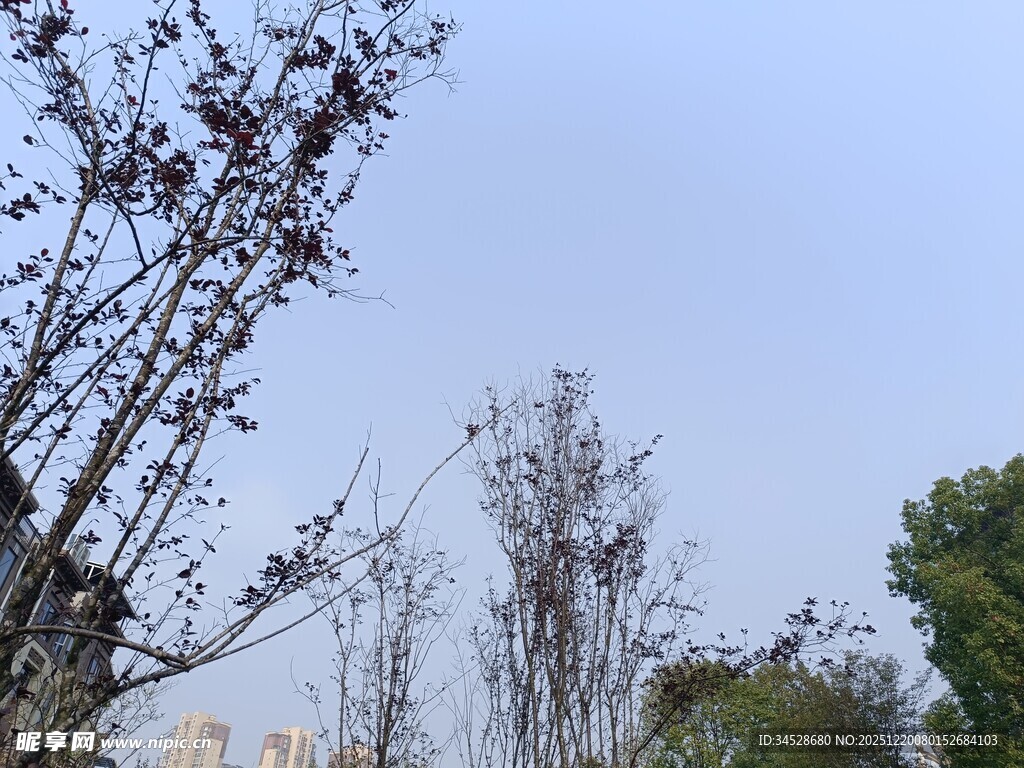 蓝天映衬下的树木景观