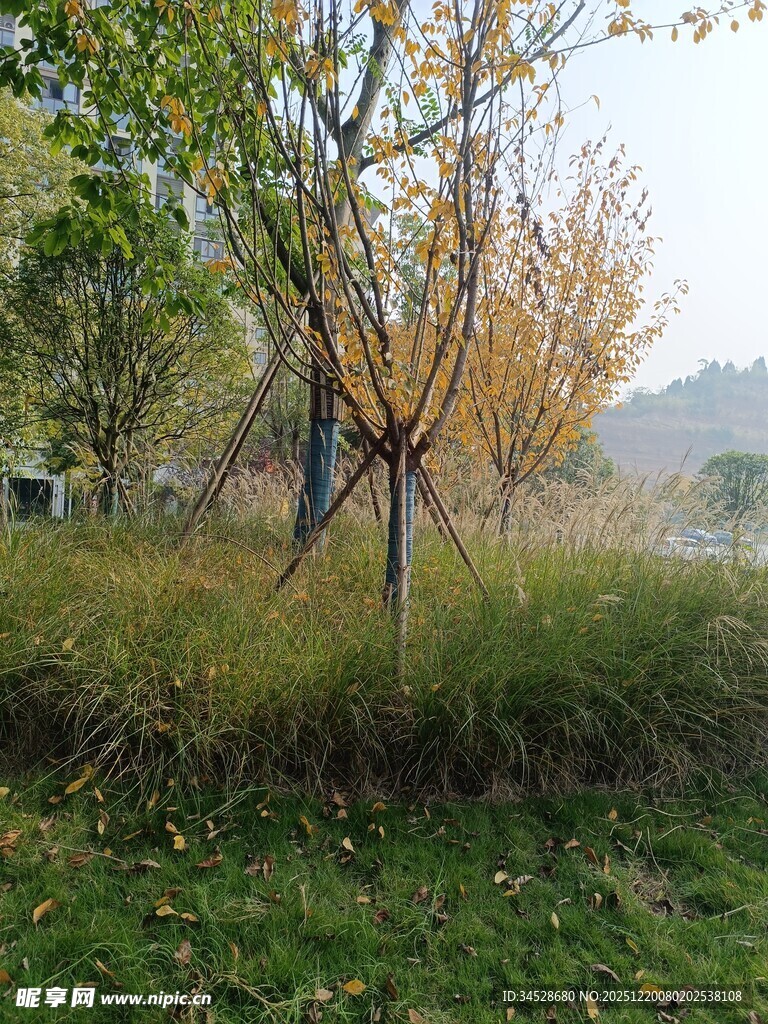 秋日公园树木与草地景色