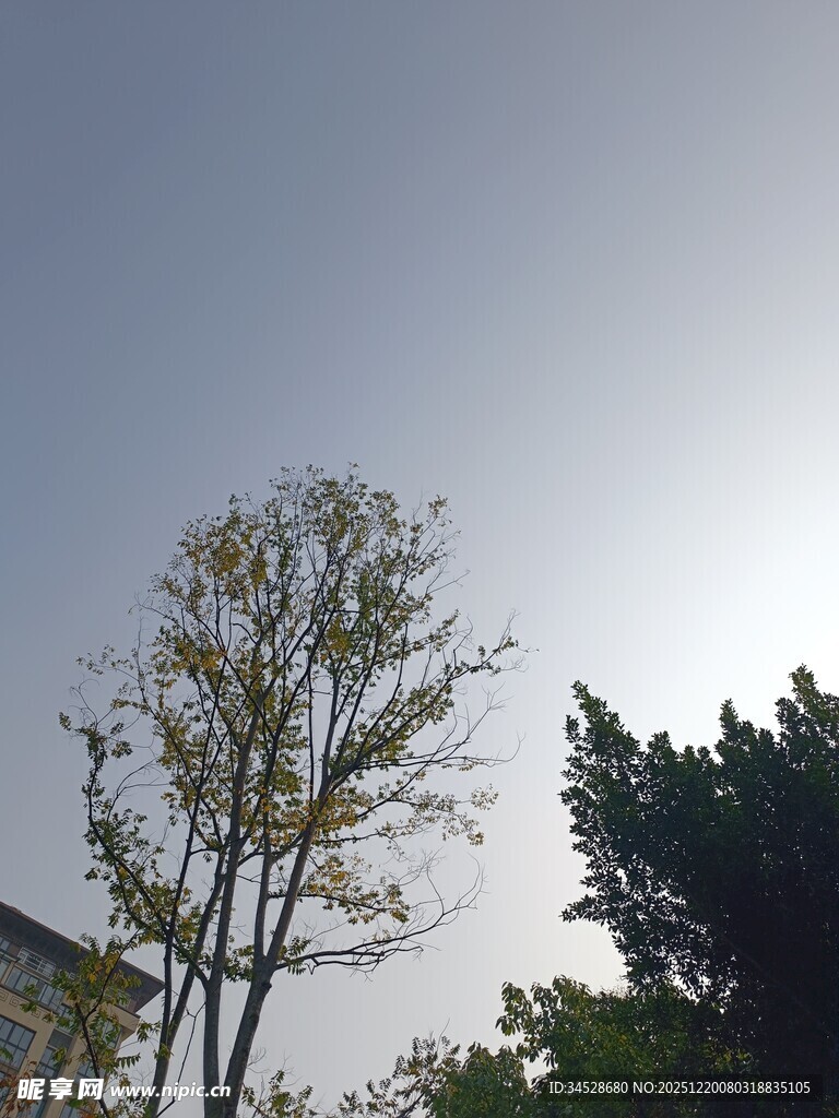 阳光下的树木与蓝天