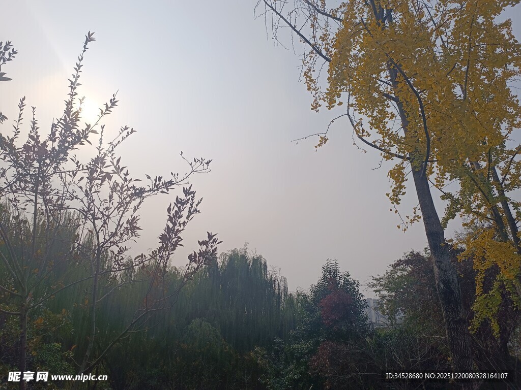 秋日晨雾中的树林景色