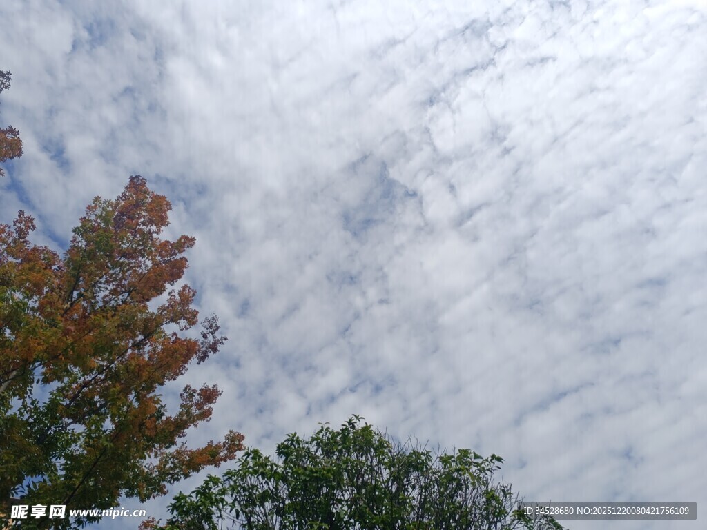 秋日树梢上的云景