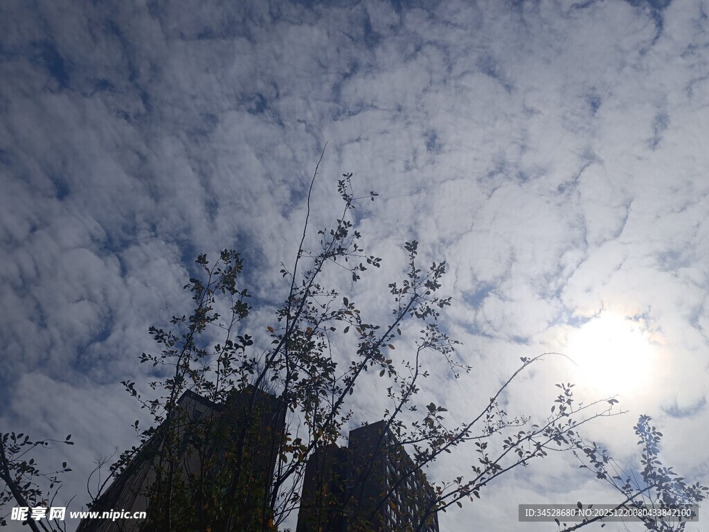 透过树梢看阳光与天空