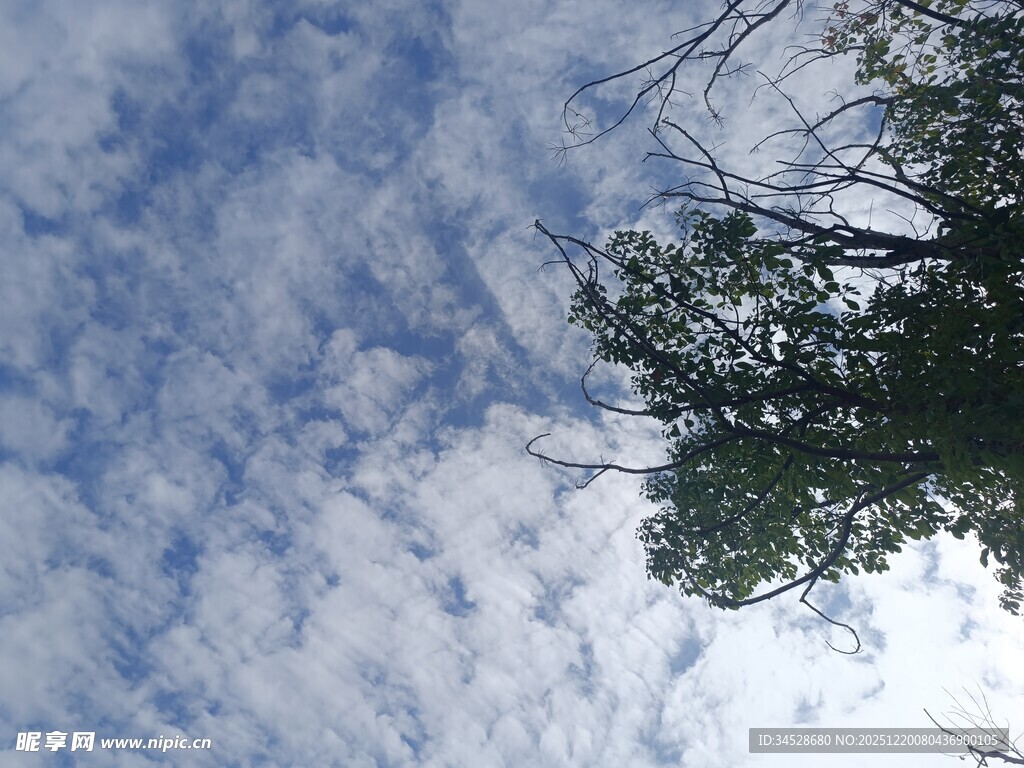 仰望蓝天与树梢