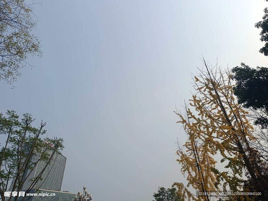 秋日街道树木与天空景象