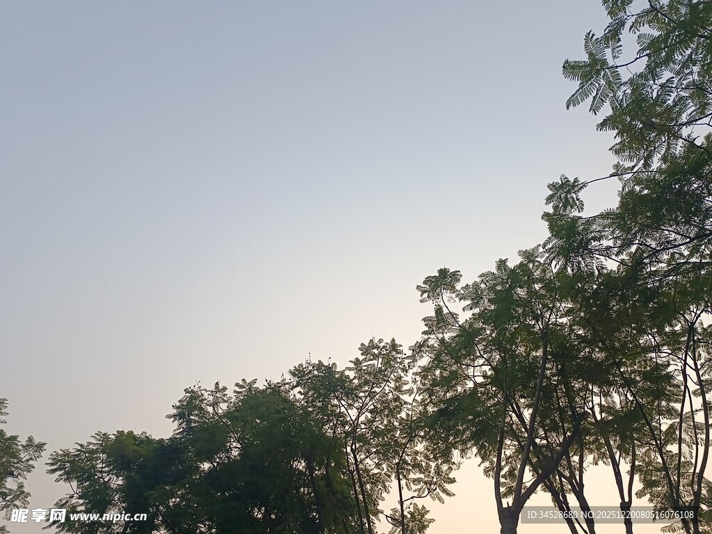 黄昏下的树梢剪影