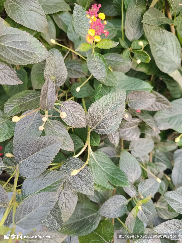 紫叶间的艳丽小花