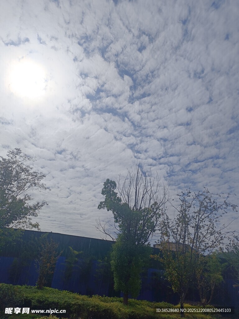 阳光下的树木与天空景观