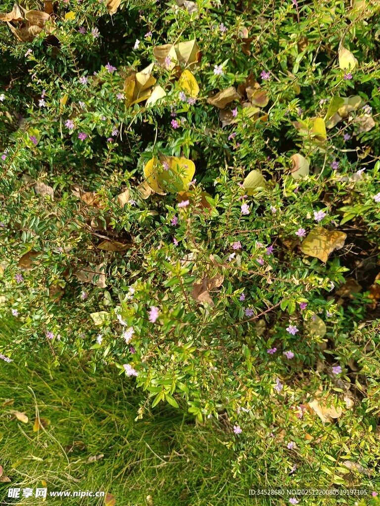 果园中繁茂果树上的果实