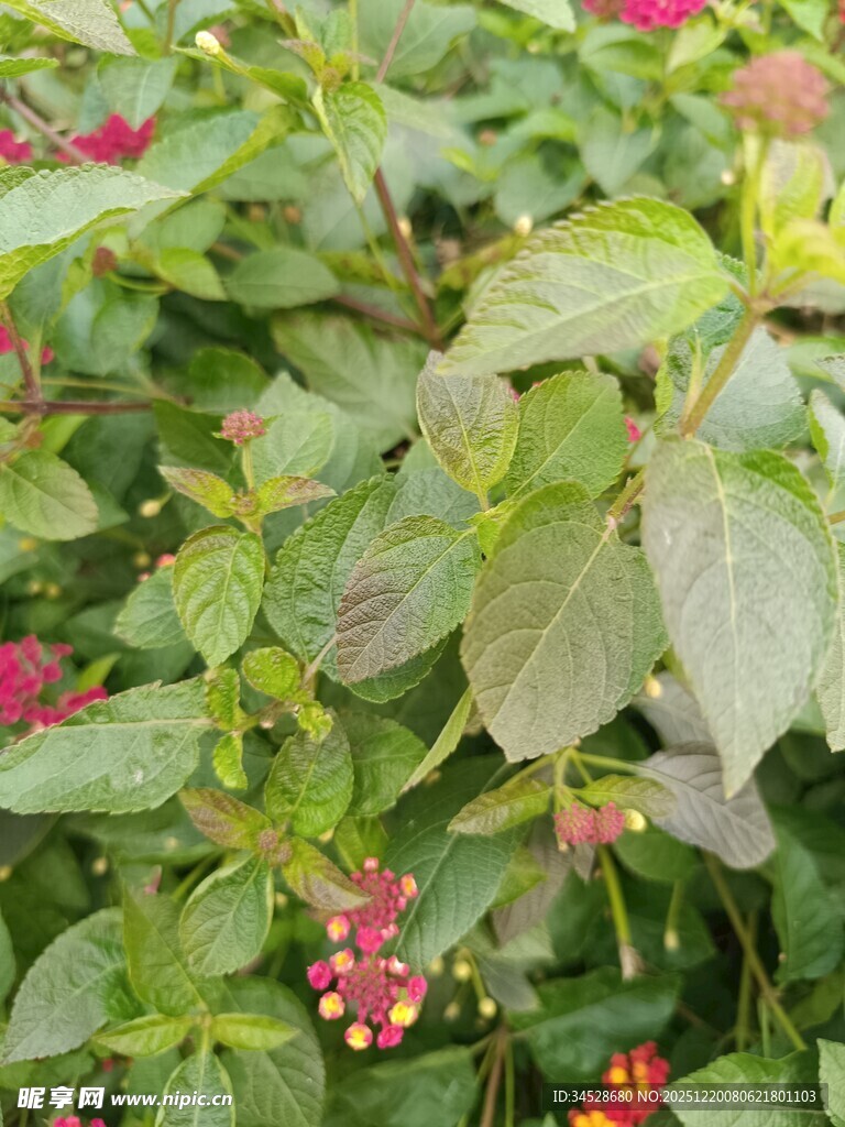 绿叶间点缀多彩小花