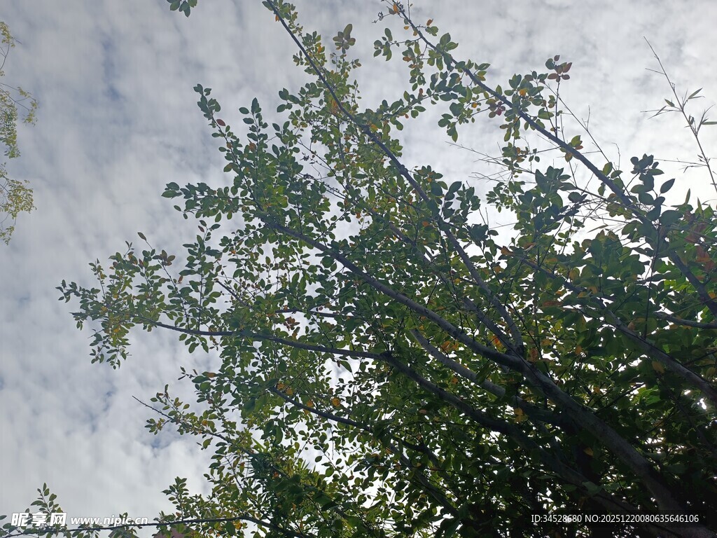 仰视绿树与天空美景