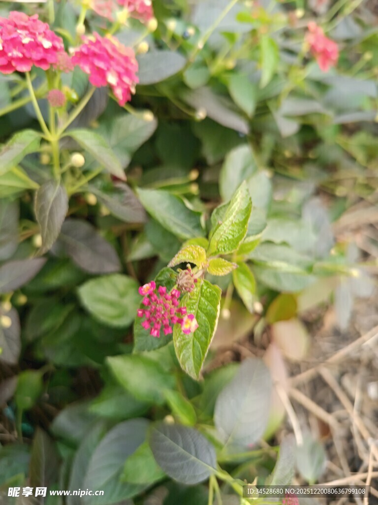 娇艳绽放的多彩花卉