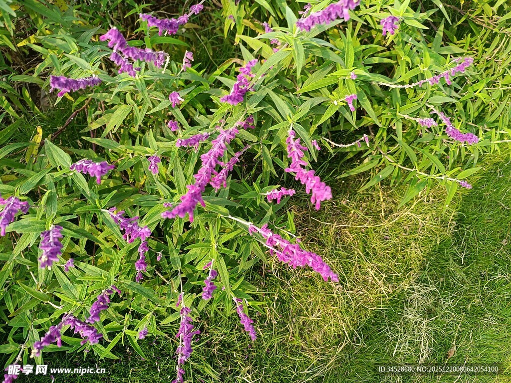 紫色花卉绿植景观