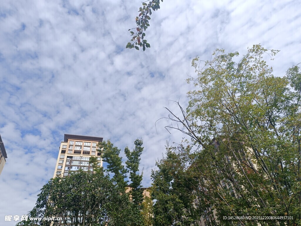 绿树掩映下的高楼