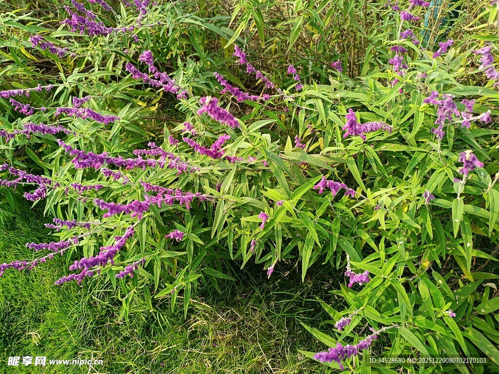 紫色花卉绽放于绿草丛中