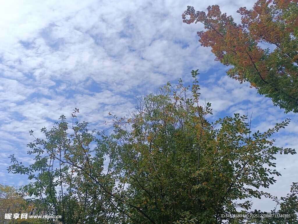 秋日树梢上的蓝天白云