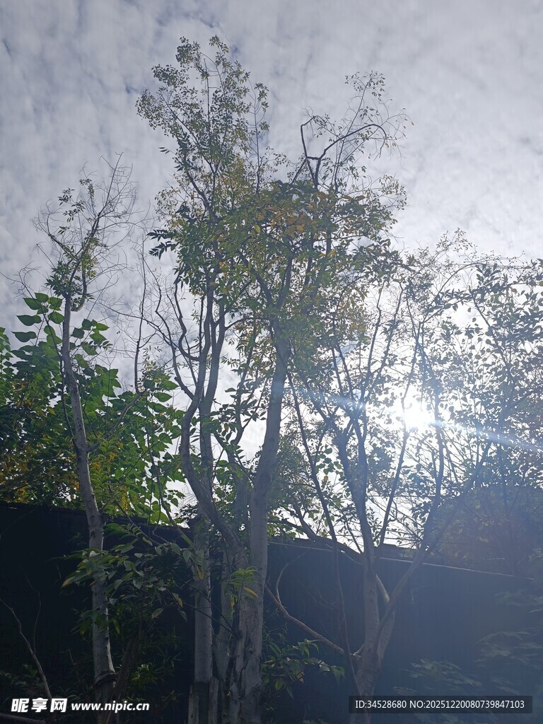 阳光穿透树林的绿意景象