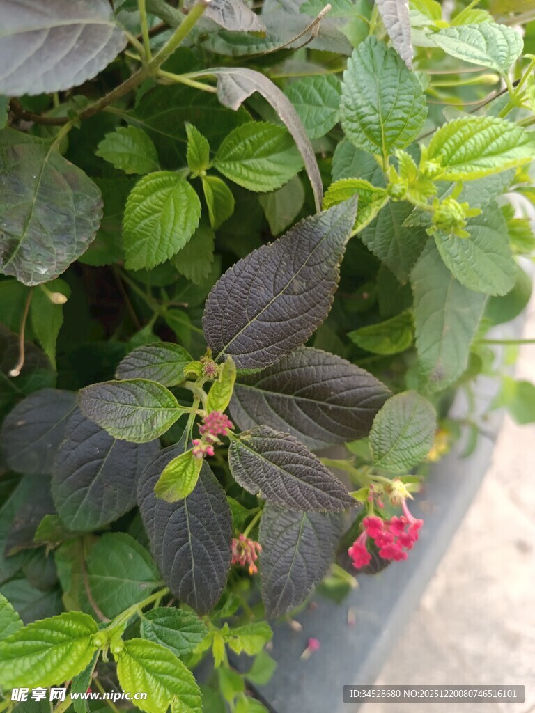 绿叶间的多彩植物景观